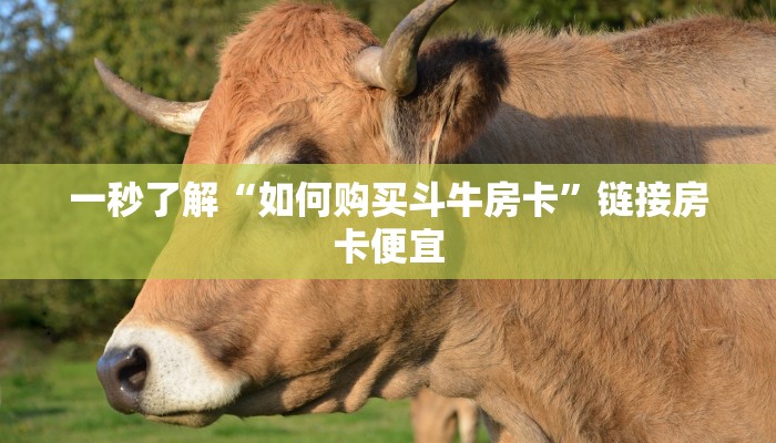 分析必看“财神十三张插件使用教程-分享用挂教程