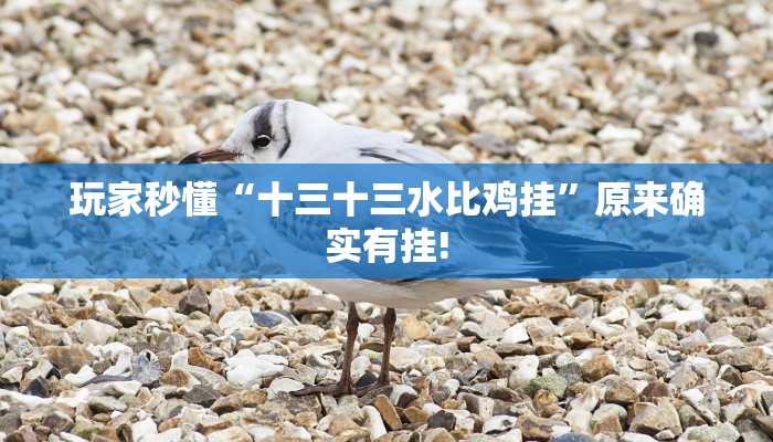 玩家秒懂“十三十三水比鸡挂”原来确实有挂!